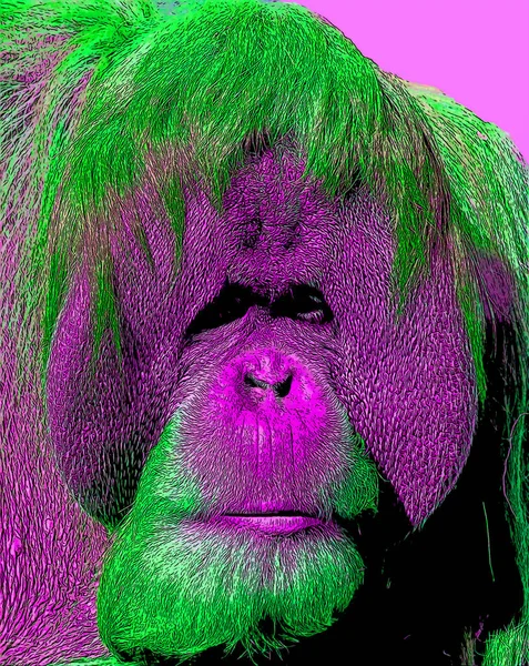 Orangutanlar canlı renk beneklerine sahip pop-art arkaplan simgesini imzaladılar