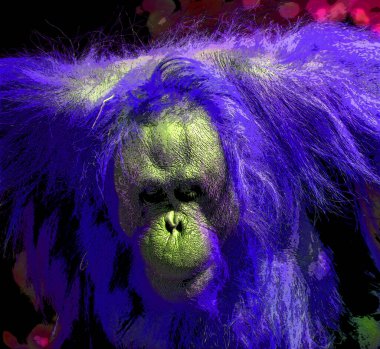 Orangutanlar canlı renk beneklerine sahip pop-art arkaplan simgesini imzaladılar