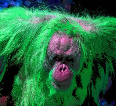 Orangutanlar canlı renk beneklerine sahip pop-art arkaplan simgesini imzaladılar