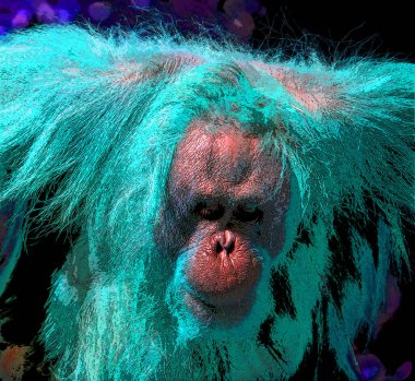 Orangutanlar canlı renk beneklerine sahip pop-art arkaplan simgesini imzaladılar