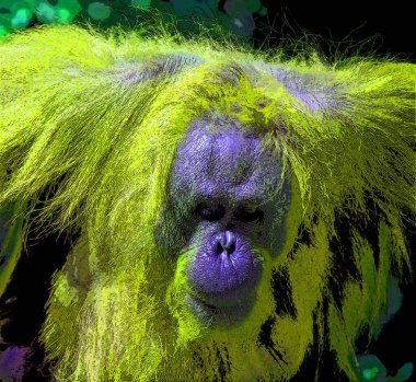 Orangutanlar canlı renk beneklerine sahip pop-art arkaplan simgesini imzaladılar