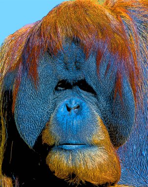 Orangutanlar canlı renk beneklerine sahip pop-art arkaplan simgesini imzaladılar