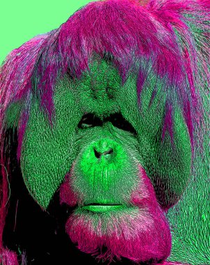 Orangutanlar canlı renk beneklerine sahip pop-art arkaplan simgesini imzaladılar