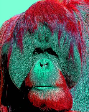 Orangutanlar canlı renk beneklerine sahip pop-art arkaplan simgesini imzaladılar