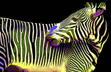 Zebra sign illustration pop-art background icon with color spots  clipart