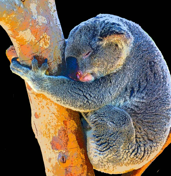 Den Koala Björnen Arboreal Växtätande Pungdjur Infödda Till Australien — Stockfoto