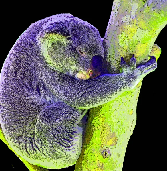 Den Koala Björnen Arboreal Växtätande Pungdjur Infödda Till Australien — Stockfoto