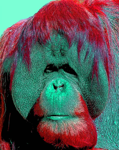 Orangutan Menandatangani Ilustrasi Ikon Latar Belakang Seni Pop Dengan Bintik — Stok Foto