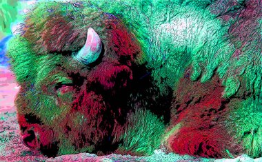 Bizon işareti renk lekeli pop-art arkaplan simgesi