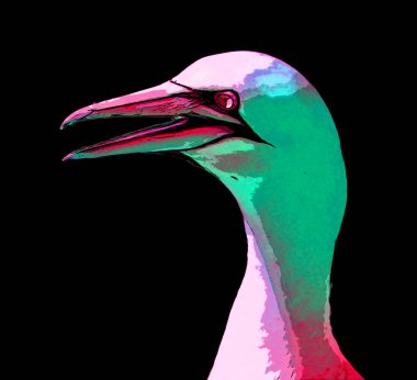 Kuzey Sümsük Kuşları koyu renkli pop-art arkaplan simgesini imzaladı