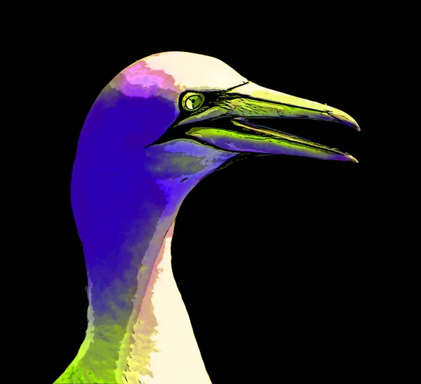 Kuzey Sümsük Kuşları Koyu Renkli Pop Art Arkaplan Simgesini Imzaladı — Stok fotoğraf