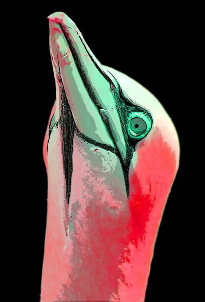Northern Gannets Signe Illustration Pop Art Icône Fond Avec Couleur — Photo