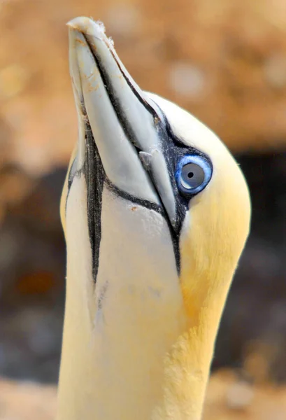 Northern Gannets Signe Illustration Pop Art Icône Fond Avec Couleur — Photo