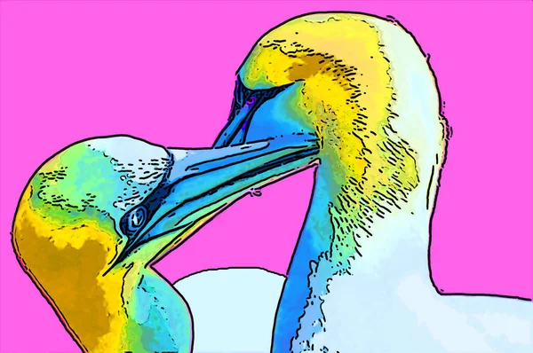 Northern Gannets Teken Illustratie Pop Art Achtergrond Pictogram Met Donkere — Stockfoto