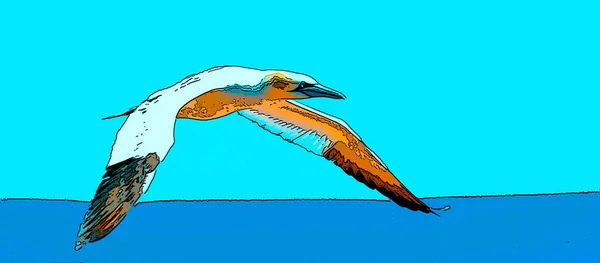 Kuzey Sümsük Kuşu Işaret Simgesi Koyu Renkli Pop Art Arkaplan — Stok fotoğraf