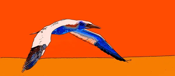 Northern Gannet Signe Illustration Pop Art Icône Fond Avec Couleur — Photo