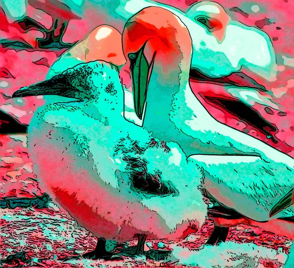 Northern Gannets Segno Illustrazione Pop Art Icona Sfondo Con Colore — Foto Stock