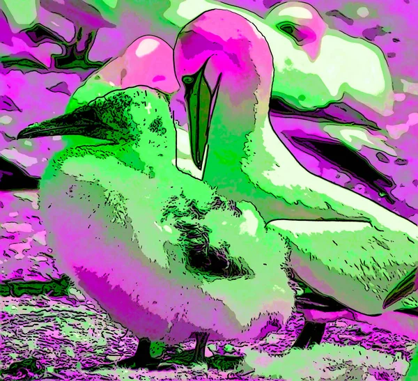 Northern Gannets Segno Illustrazione Pop Art Icona Sfondo Con Colore — Foto Stock