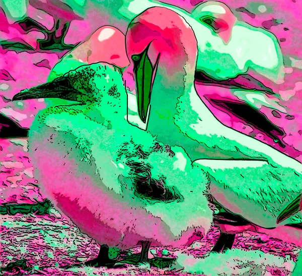 Northern Gannets Segno Illustrazione Pop Art Icona Sfondo Con Colore — Foto Stock