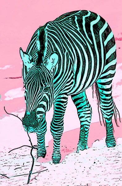 Zebra Winter Sign Pop Art Background Icon Color Spot — 스톡 사진