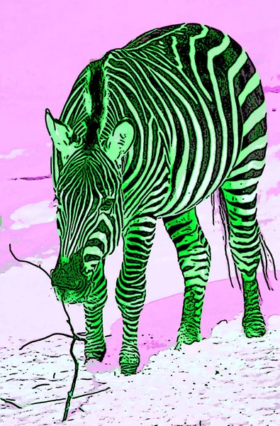 Zebra Zimie Znak Ilustracja Pop Art Tło Ikona Kolorowymi Plamami — Zdjęcie stockowe