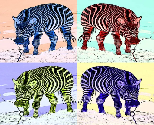 Zebra Zimie Znak Ilustracja Pop Art Tło Ikona Kolorowymi Plamami — Zdjęcie stockowe