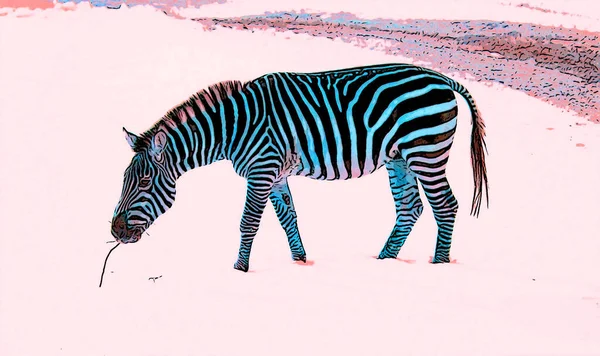 Zebra Στη Χειμερινή Πινακίδα Εικονογράφηση Pop Art Φόντο Εικονίδιο Κηλίδες — Φωτογραφία Αρχείου
