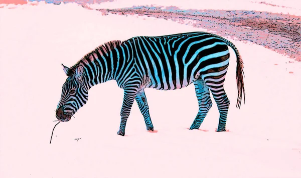 Zebra Zimie Znak Ilustracja Pop Art Tło Ikona Kolorowymi Plamami — Zdjęcie stockowe