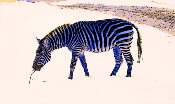 Zebra Kış Işareti Illüstrasyon Renk Lekeli Pop Art Arkaplan Simgesi — Stok fotoğraf