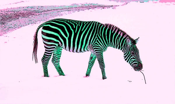 Zebra Στη Χειμερινή Πινακίδα Εικονογράφηση Pop Art Φόντο Εικονίδιο Κηλίδες — Φωτογραφία Αρχείου