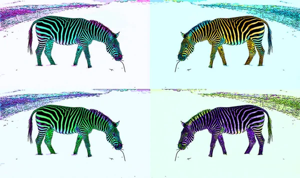 Zebraで冬のサインイラストのポップアートの背景のアイコンとカラースポット — ストック写真