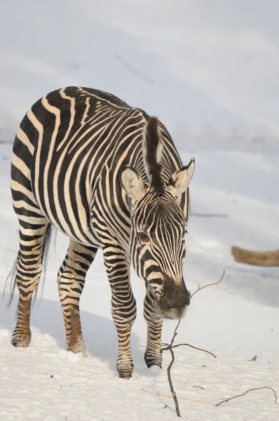 Χειμώνας Zebras Είναι Διάφορα Είδη Αφρικανικού Εξοπλισμού Οικογένεια Αλόγων Ενωμένοι — Φωτογραφία Αρχείου