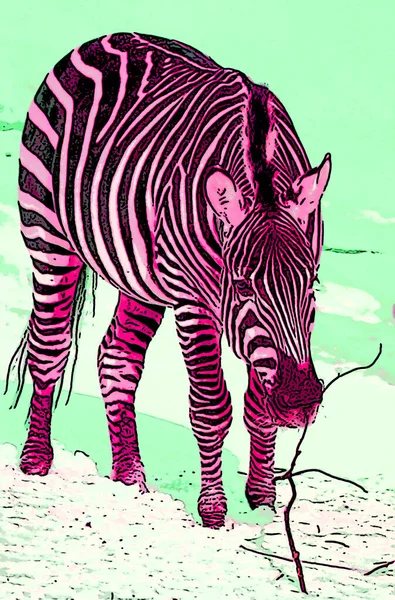 Zebra Zimie Znak Ilustracja Pop Art Tło Ikona Kolorowymi Plamami — Zdjęcie stockowe