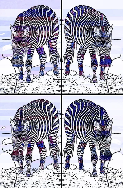 Zebra Télen Jel Illusztráció Pop Art Háttér Ikon Színes Foltok — Stock Fotó