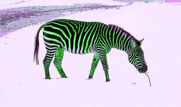 Zebra Kış Işareti Illüstrasyon Renk Lekeli Pop Art Arkaplan Simgesi — Stok fotoğraf