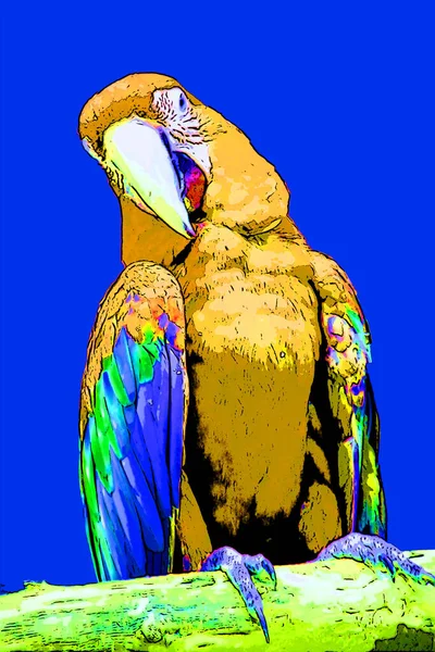 Scarlet Macaw Ara Macao Teken Illustratie Pop Art Achtergrond Pictogram — Stockfoto