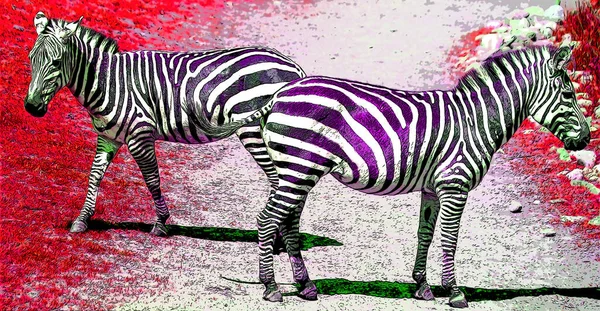 Zebras Unterzeichnen Illustration Pop Art Hintergrund Symbol Mit Farbflecken — Stockfoto