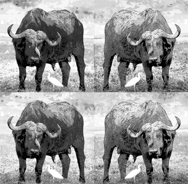 Afrikaanse Buffel Teken Illustratie Pop Art Achtergrond Pictogram Met Kleur — Stockfoto