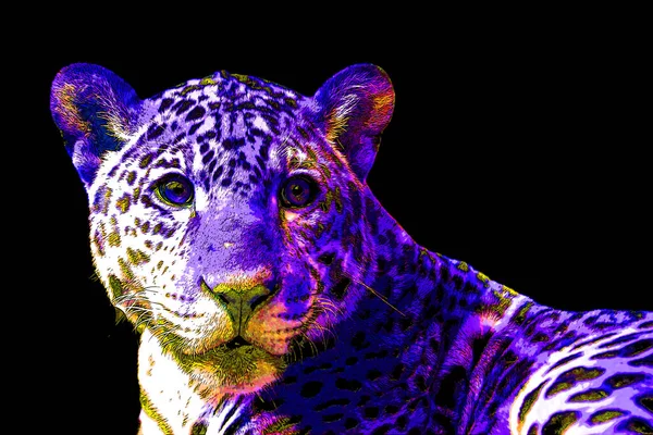 Jaguar Znak Ilustracja Pop Art Tło Ikona Kolorowe Plamy — Zdjęcie stockowe