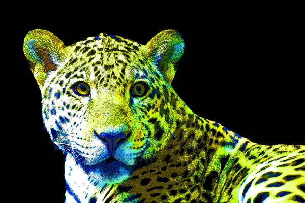 Jaguar Sign Pictures Pop Art Background Icon Color Spot — 스톡 사진