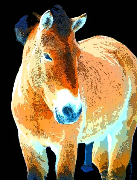 Koń Przewalskiego Lub Koń Dzungarski Jest Rzadkim Zagrożonym Podgatunkiem Dzikiego — Zdjęcie stockowe