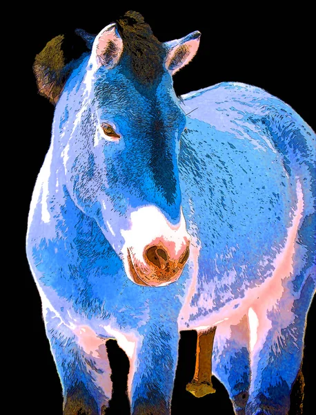 Przewalski Horse Dzungarian Horse Rare Endangered Subspecies Wild Horse Equus — стокове фото