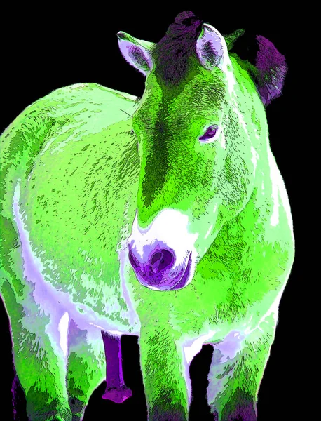 Przewalski Lova Vagy Dzungarian Lova Vadló Equus Ferus Ritka Veszélyeztetett — Stock Fotó