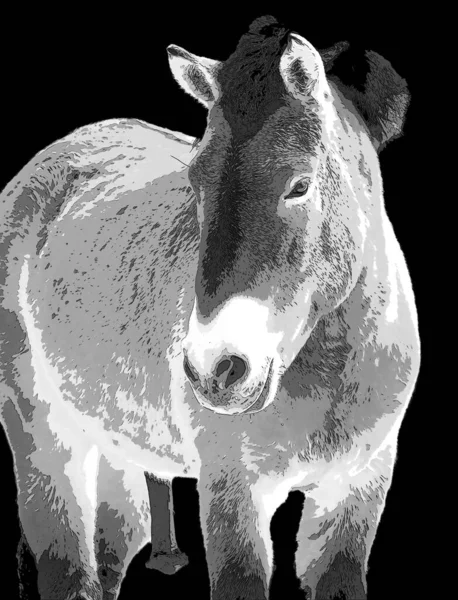 Przewalski Horse Dzungarian Horse Rare Endangered Subspecies Wild Horse Equus — стокове фото