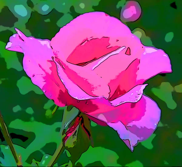 Роза Многолетнее Древесное Цветущее Растение Рода Rosa Семействе Rosaceae Цветок — стоковое фото
