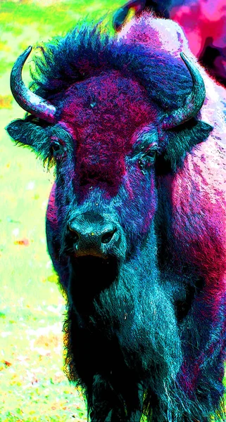 Bison Jel Illusztráció Pop Art Háttér Ikon Színes Foltok — Stock Fotó