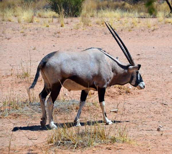 Gemsbock Vagy Gemsbuck Oryx Gazella Namib Naukluft Nemzeti Park Namíbia — Stock Fotó