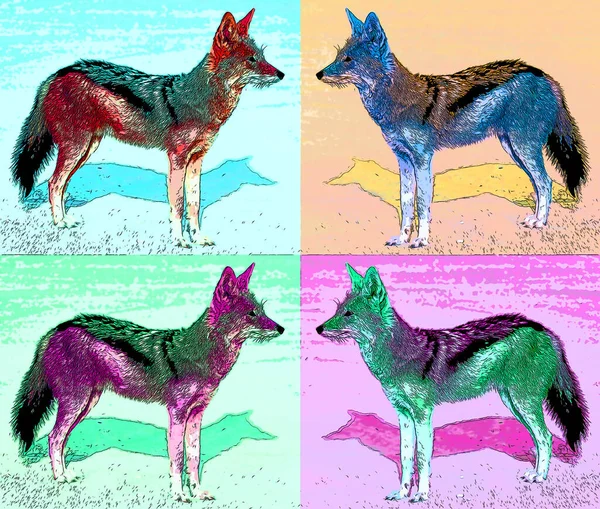 黑背狼 Canis Mesomelas 原产于非洲的两个地区 — 图库照片