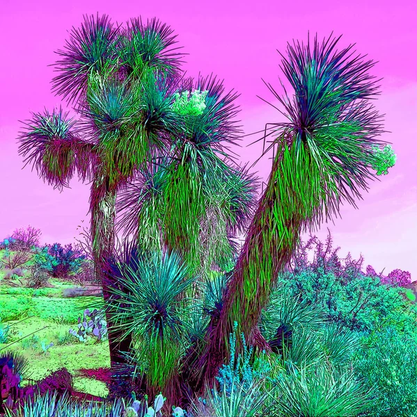 Yucca Brevifolia Una Specie Vegetale Appartenente Genere Yucca Albero Come — Foto Stock