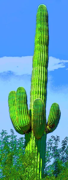 Člověk Jako Saguaro Castus Arizoně Usa Znamení Ilustrace Pop Art — Stock fotografie